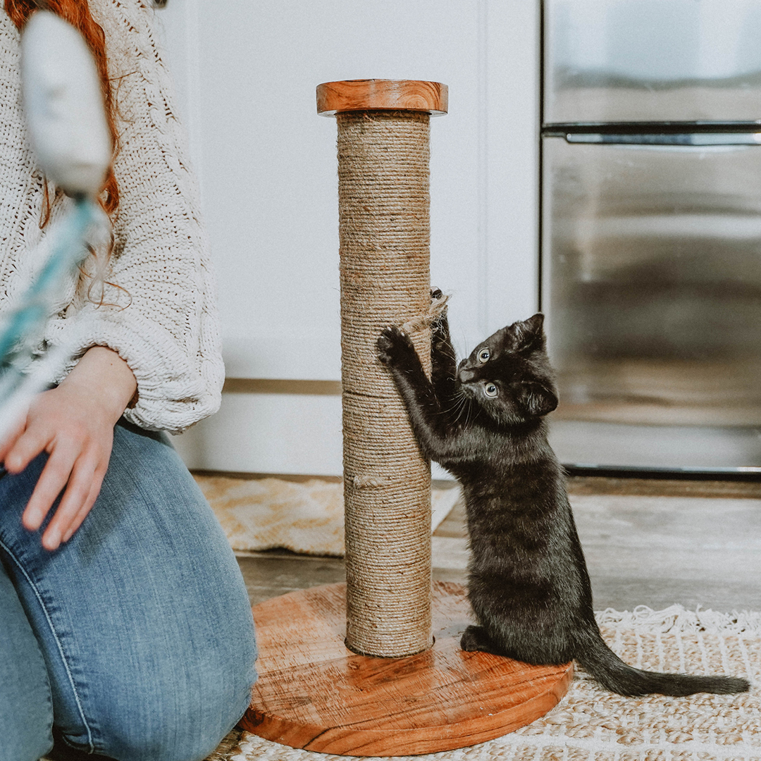  Kuidas valmistuda kassipoja koju toomiseks?